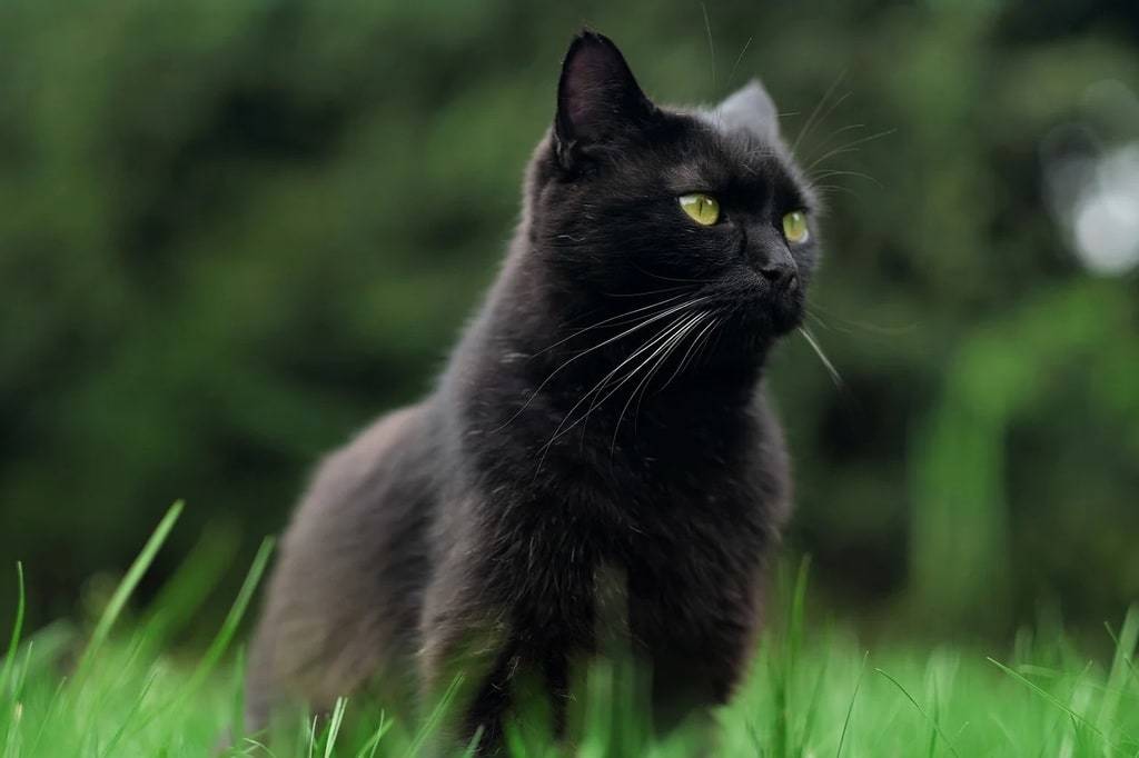 Les premiers soins essentiels pour la santé du chaton